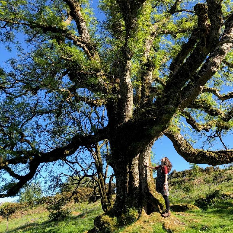 Lisa Schneidau standing next to a large Ask tree looking up.